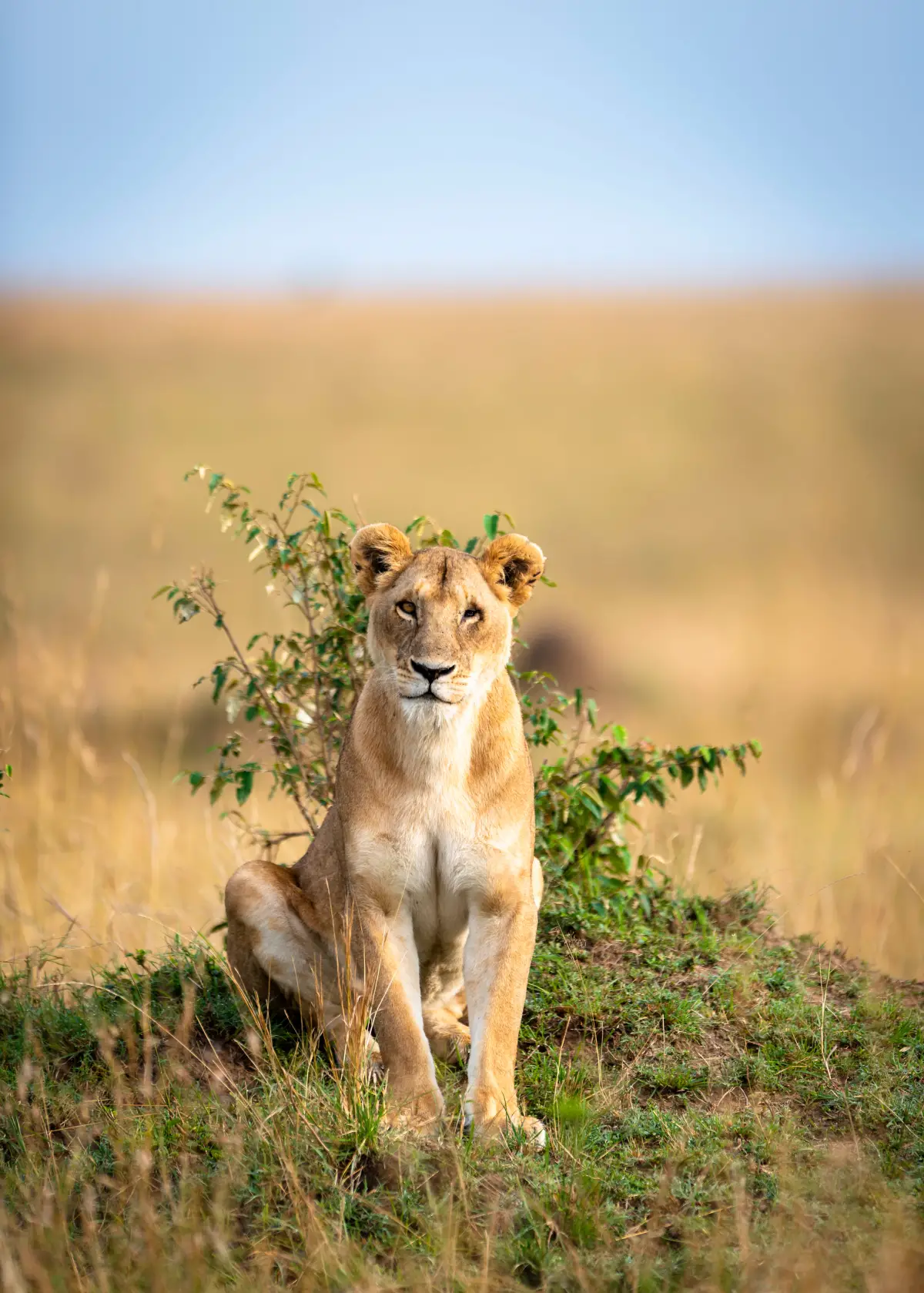 La Tanzanie